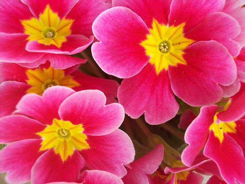 vibrant pink primroses