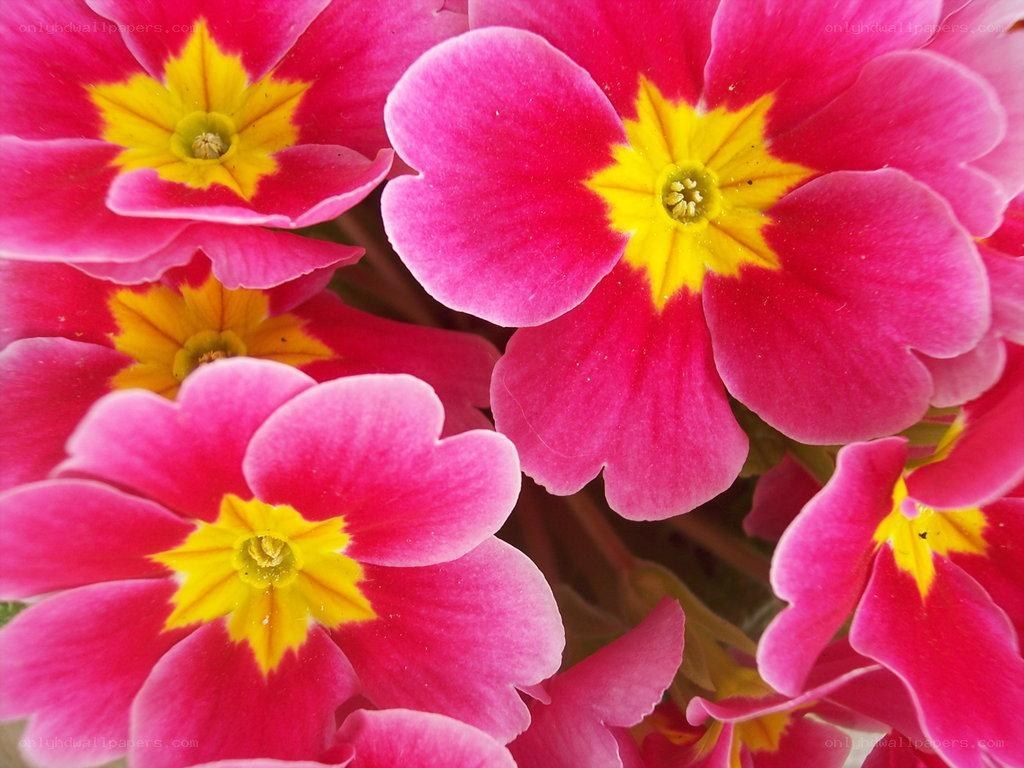 vibrant pink primroses