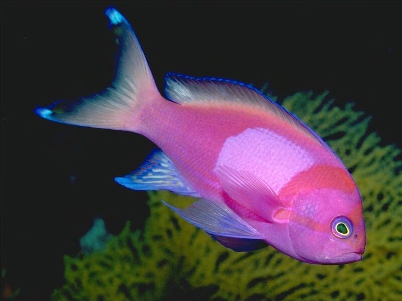 vibrant pink reef fish