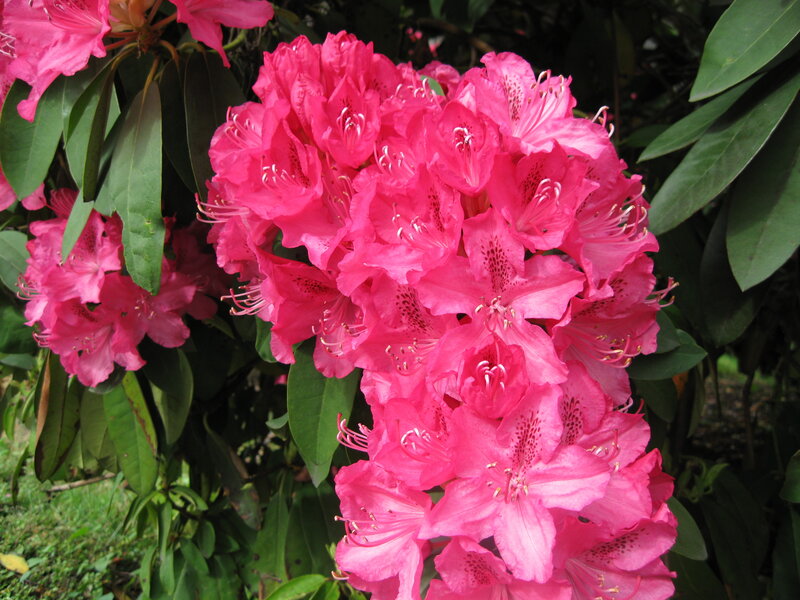 vibrant pink rhododendron blooms