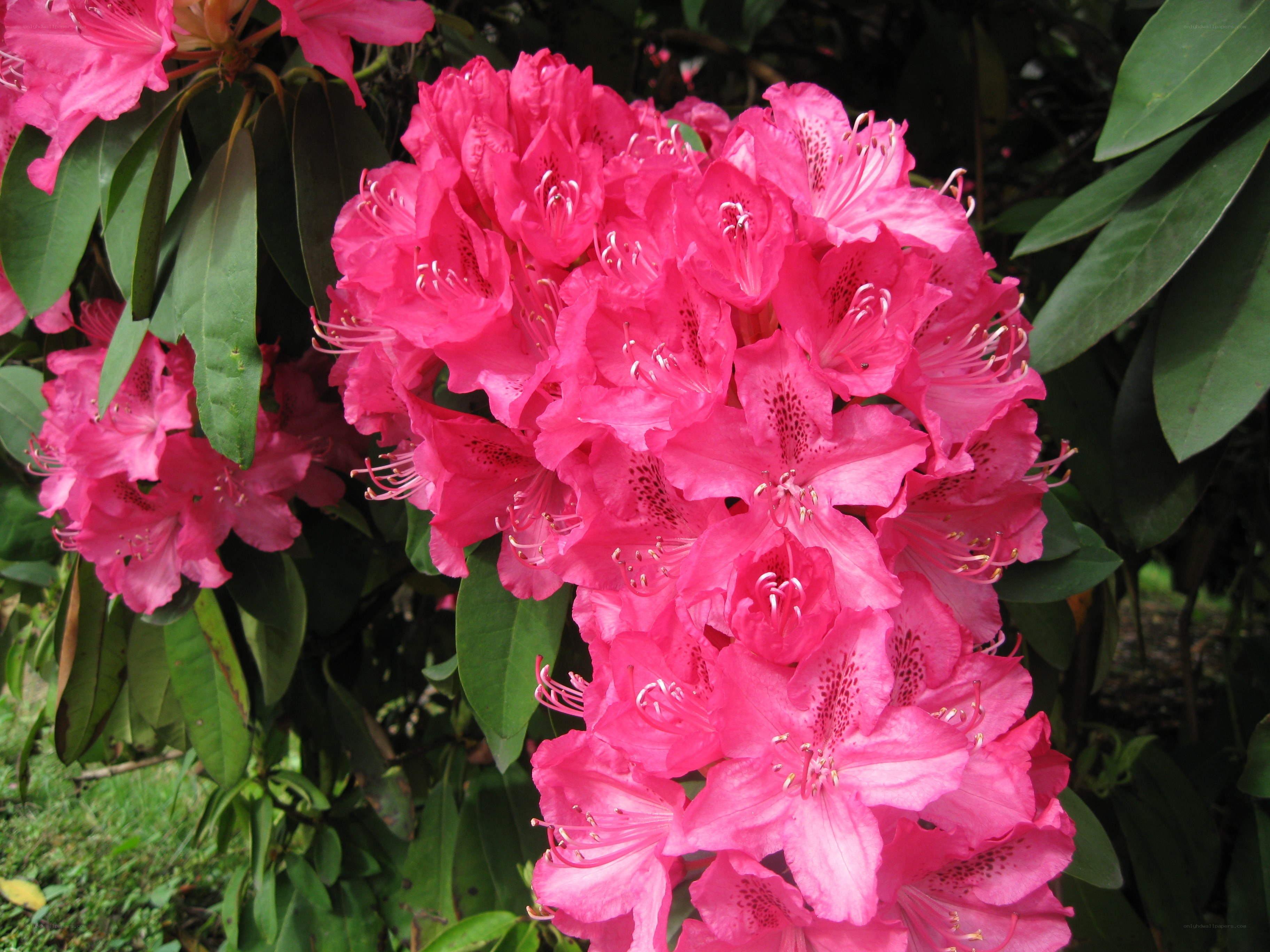vibrant pink rhododendron blooms
