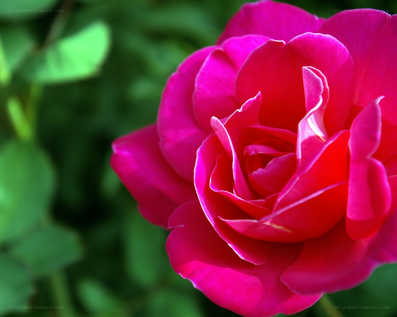 vibrant pink rose bloom