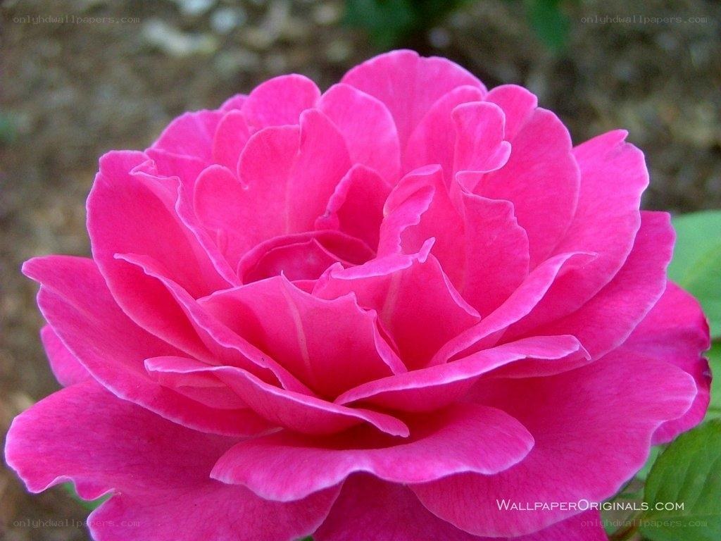 vibrant pink rose bloom
