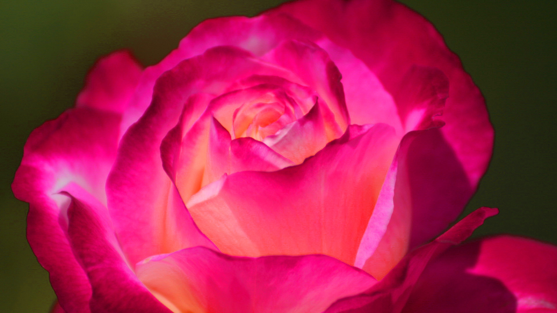 vibrant pink rose bloom