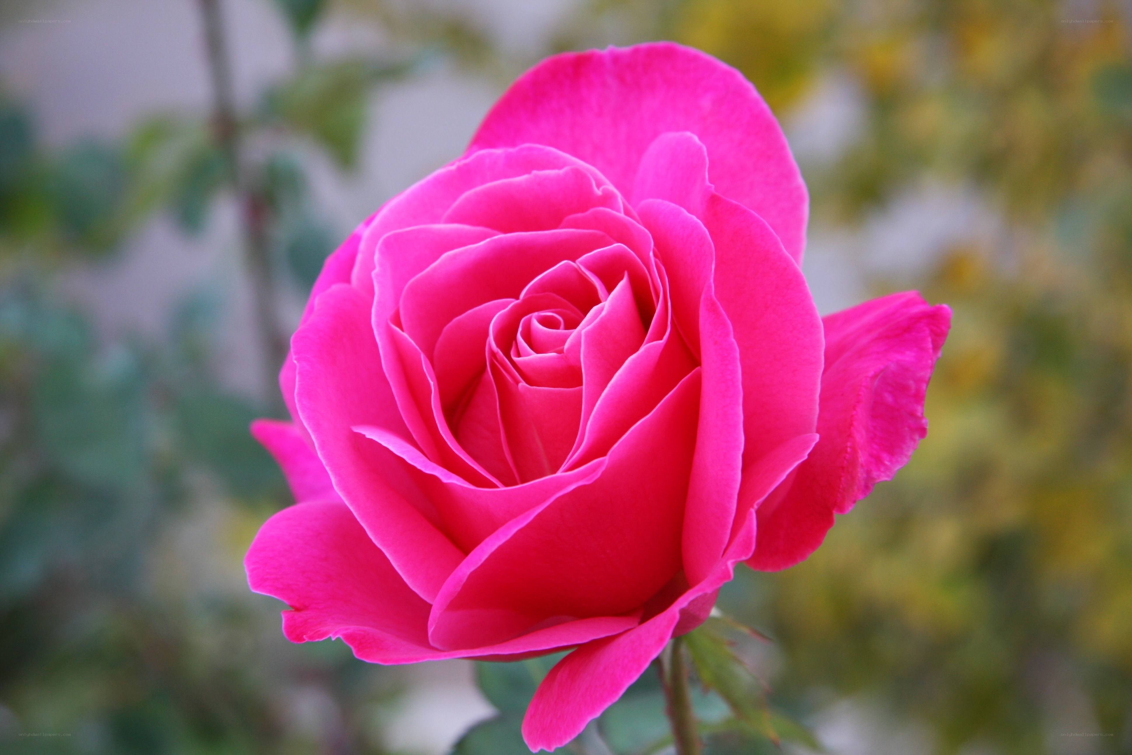 vibrant pink rose bloom
