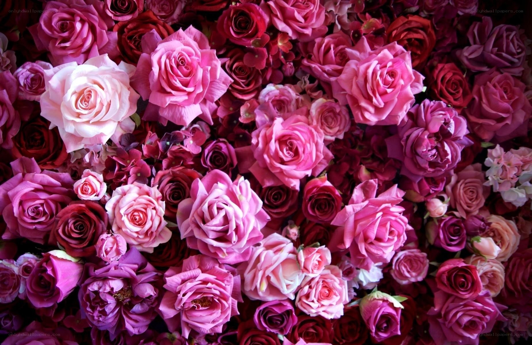 vibrant pink rose bouquet