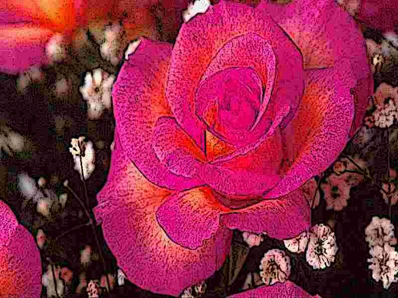 vibrant pink rose flower