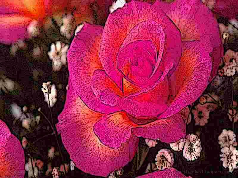 vibrant pink rose flower