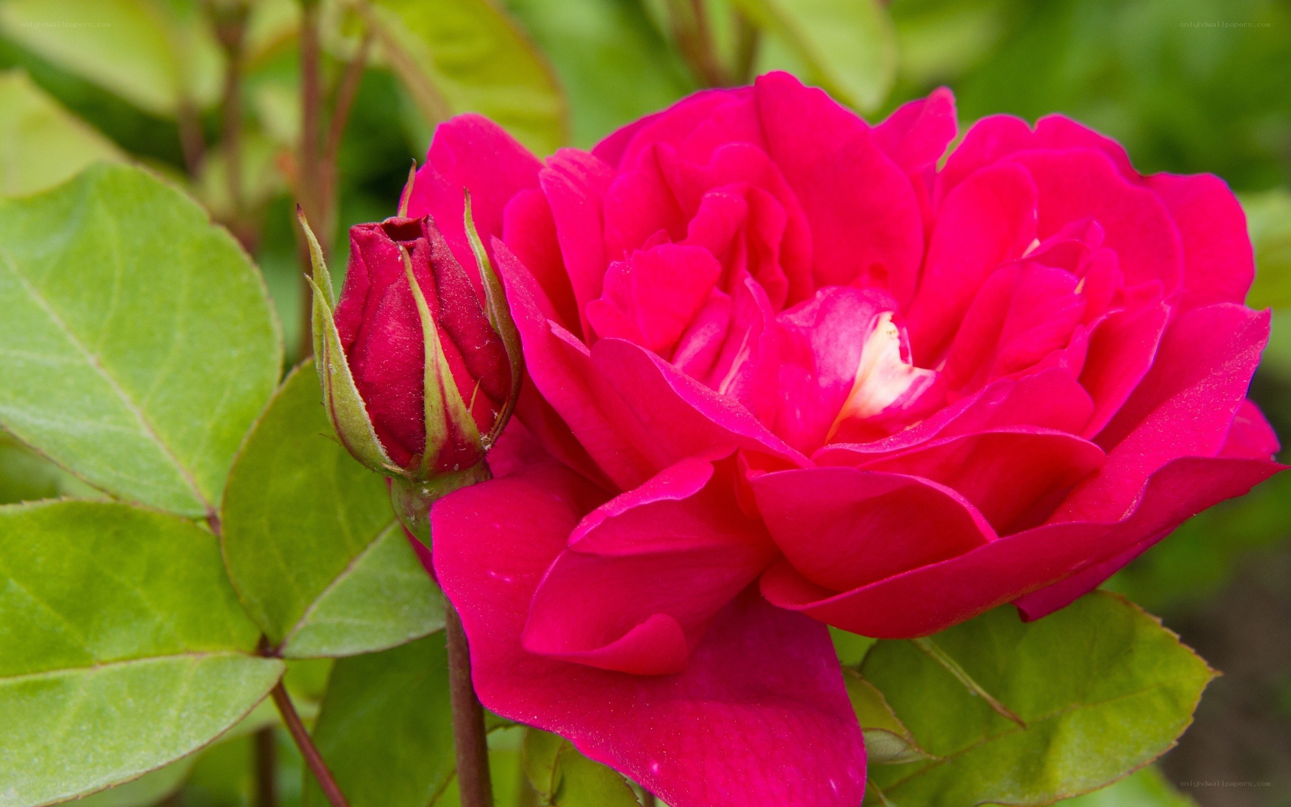 vibrant pink rose in bloom