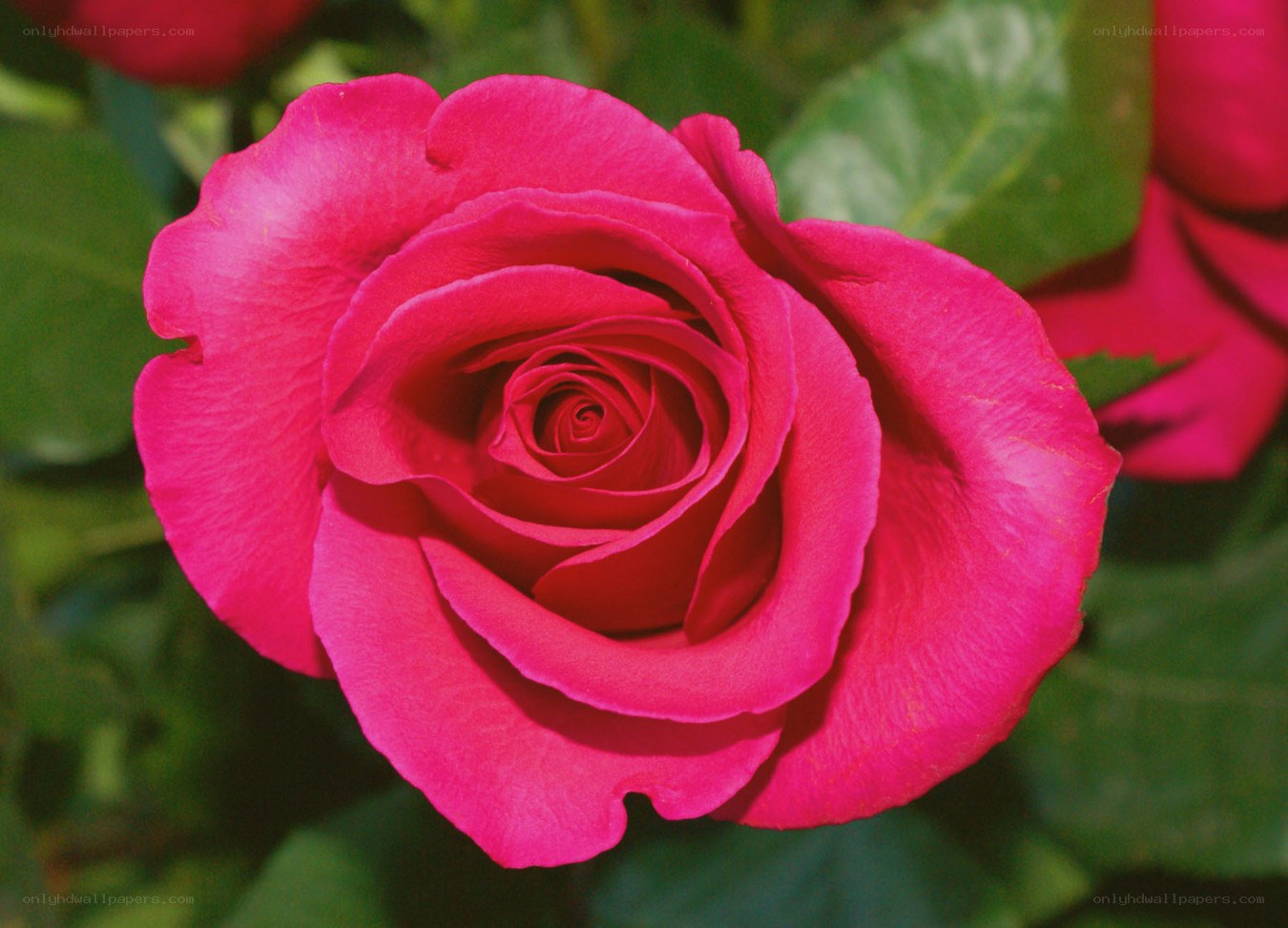 vibrant pink rose in bloom