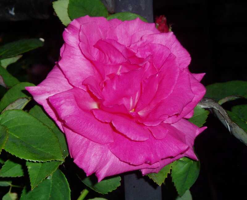 vibrant pink rose in bloom