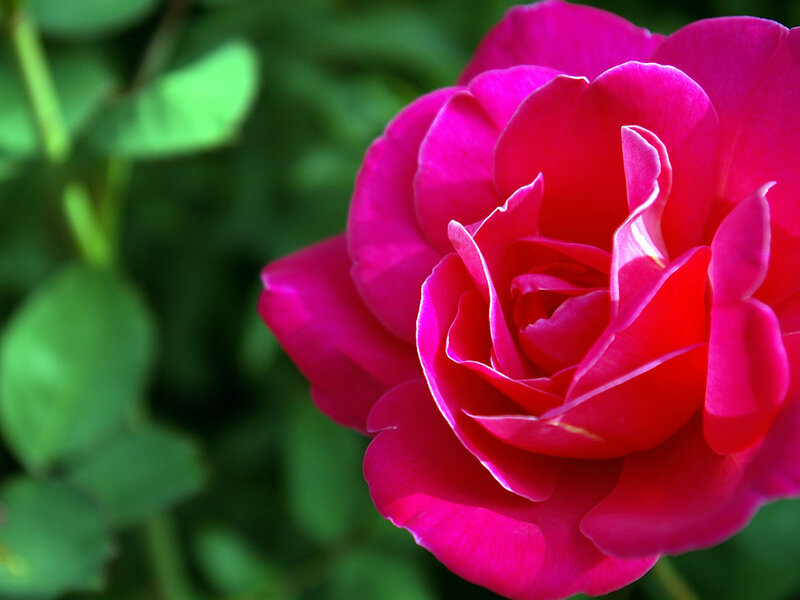 vibrant pink rose in bloom