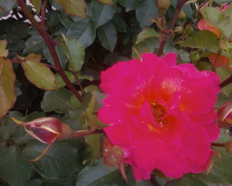 vibrant pink rose in bloom