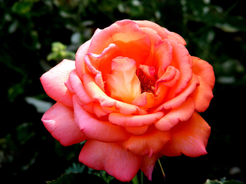 vibrant pink rose in bloom
