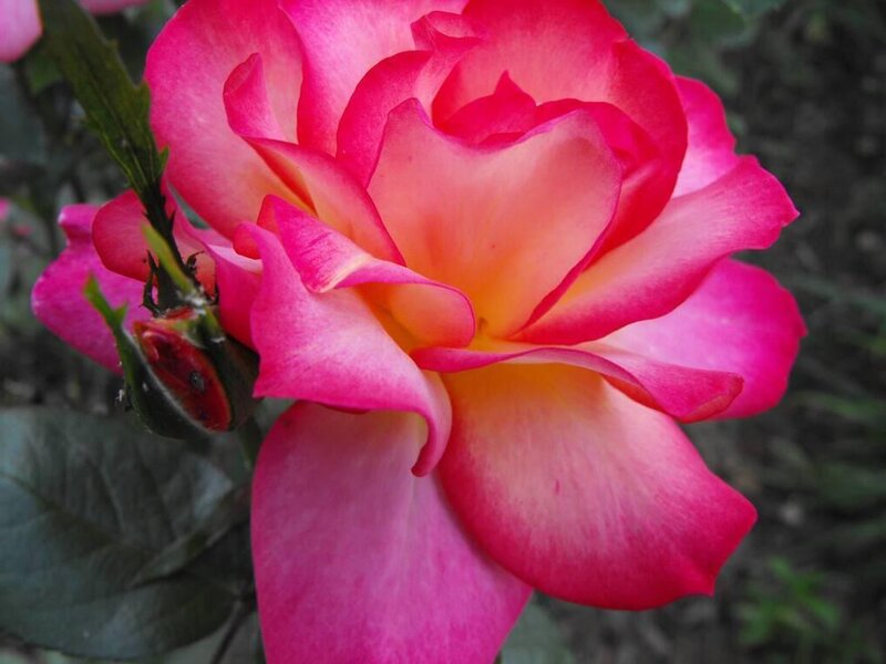 vibrant pink rose in bloom