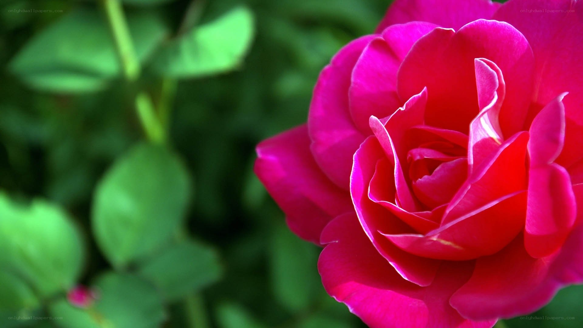 vibrant pink rose in bloom