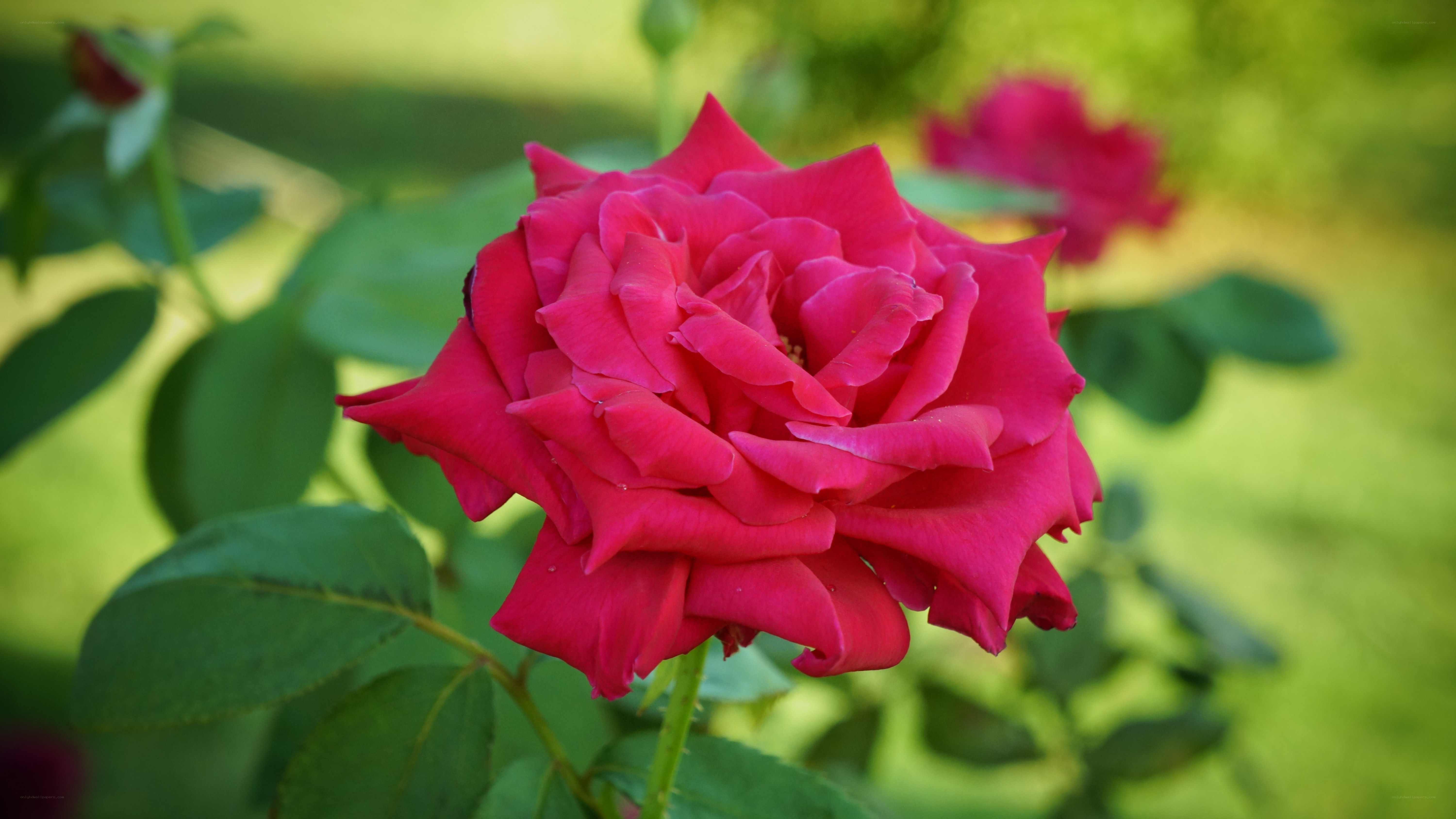 vibrant pink rose in bloom