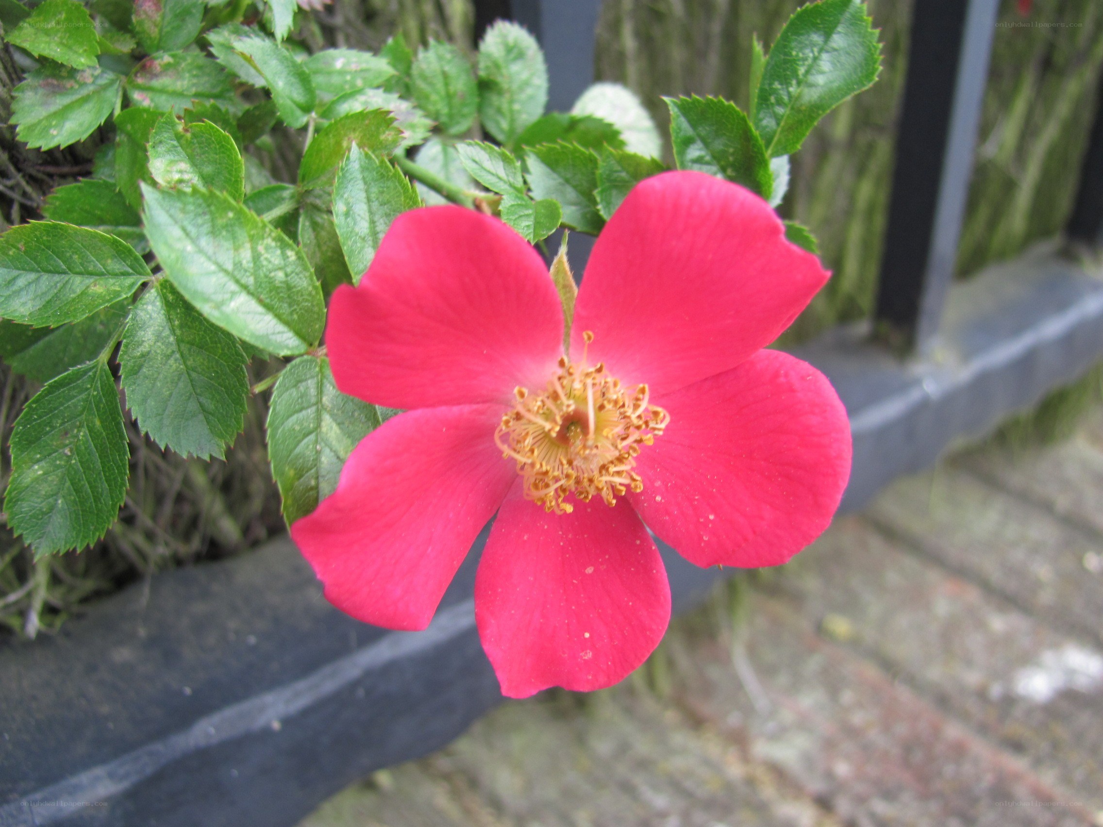 vibrant pink rose in bloom