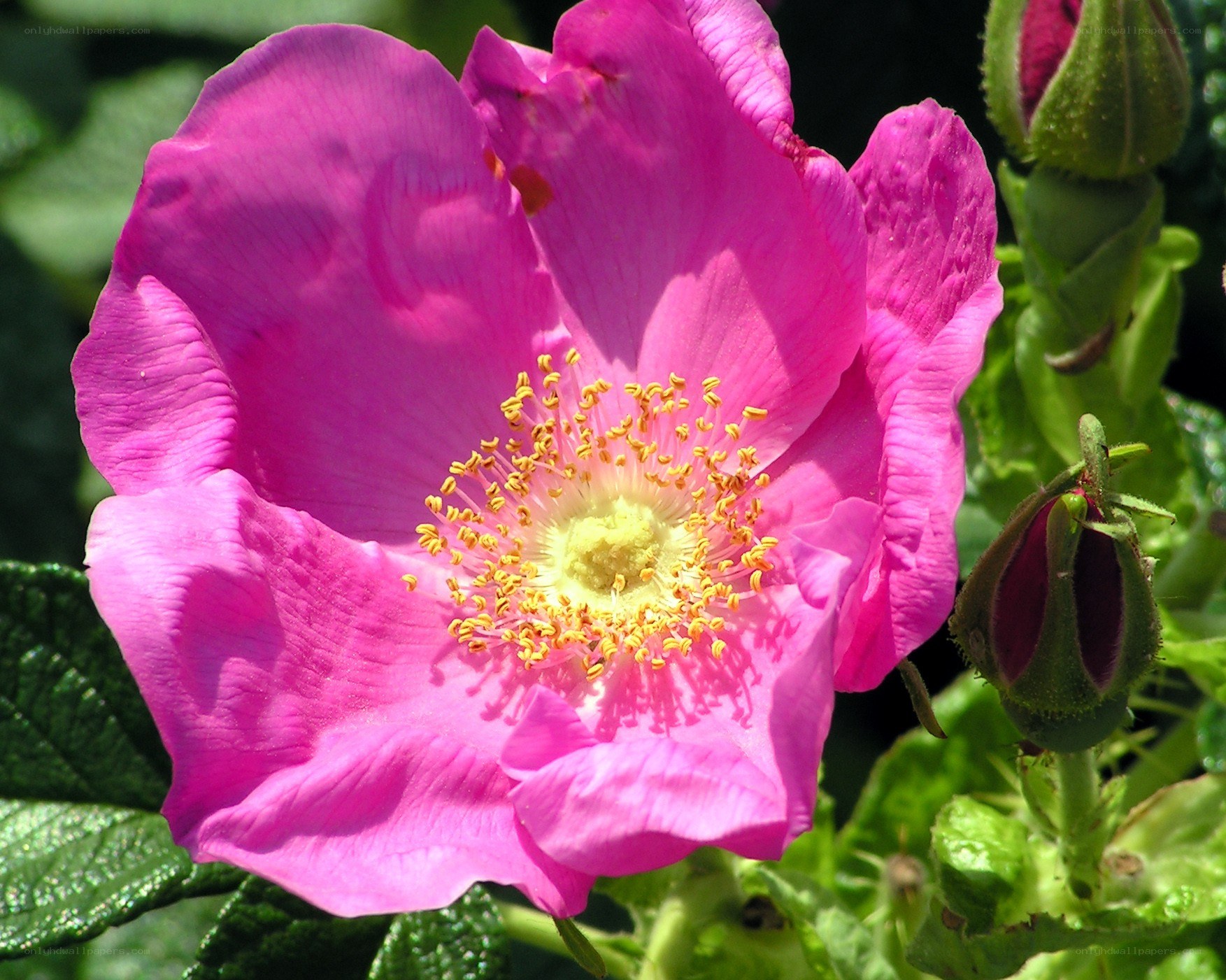 vibrant pink rose in bloom