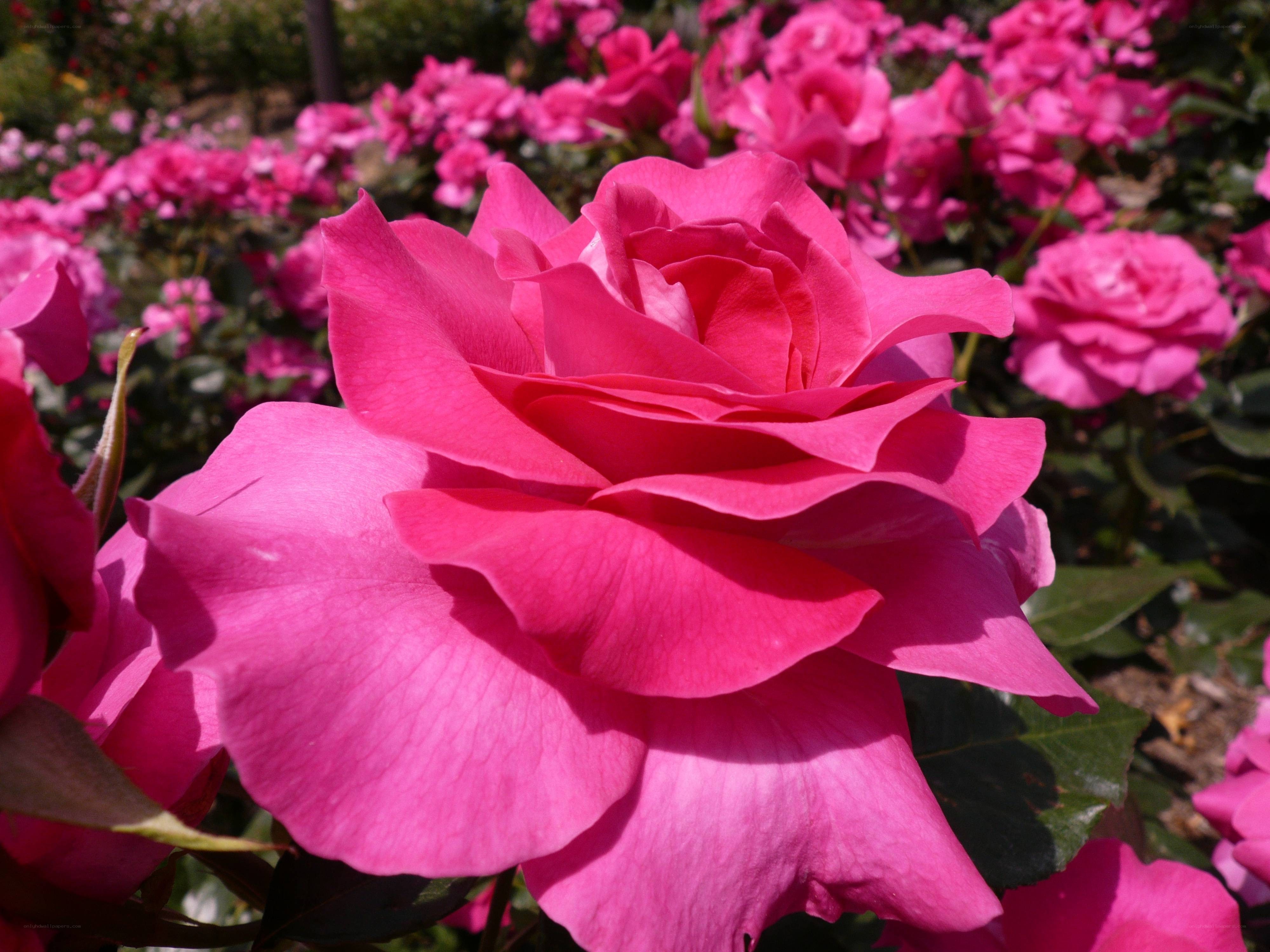 Vibrant pink rose in bloom