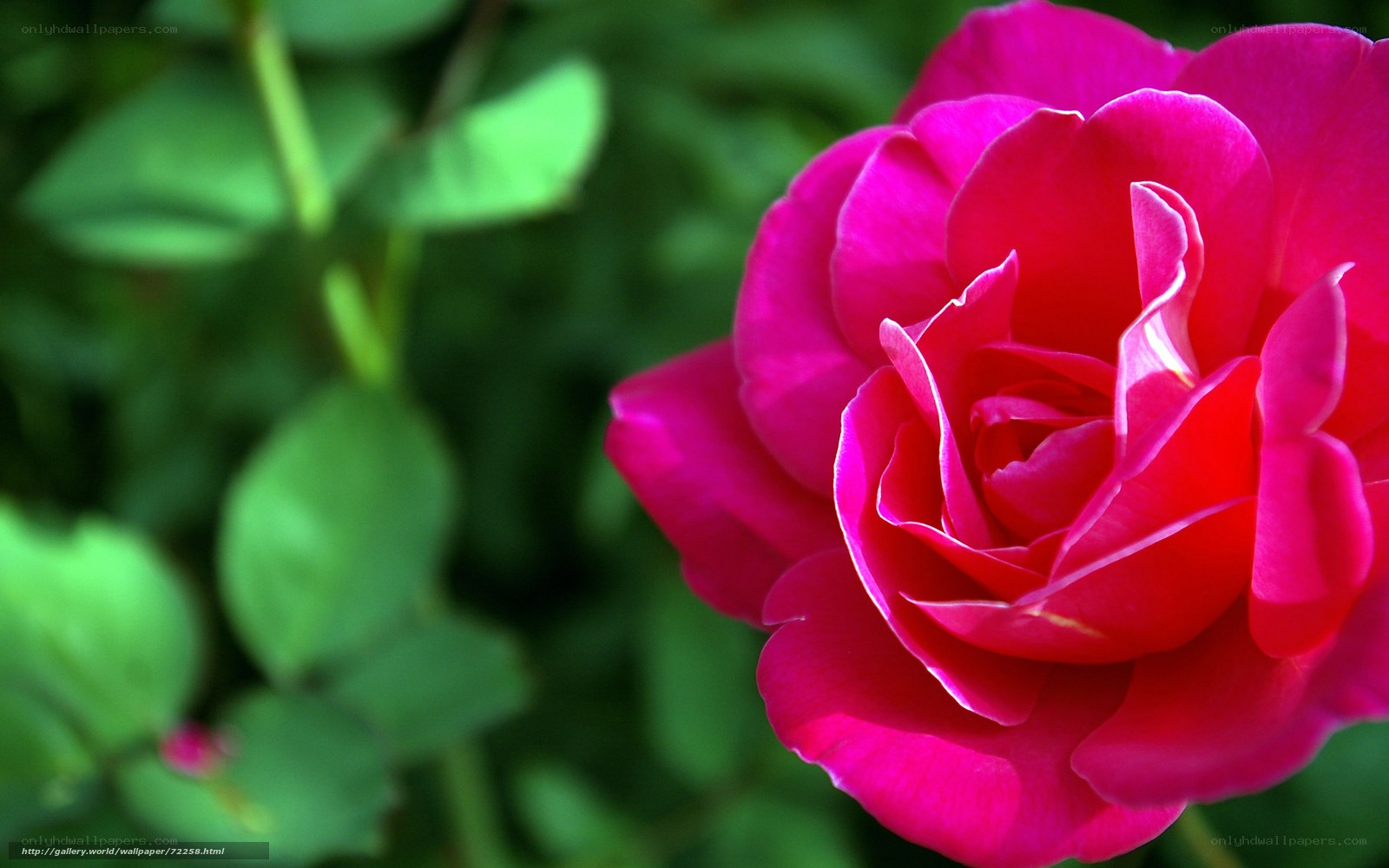vibrant pink rose in bloom
