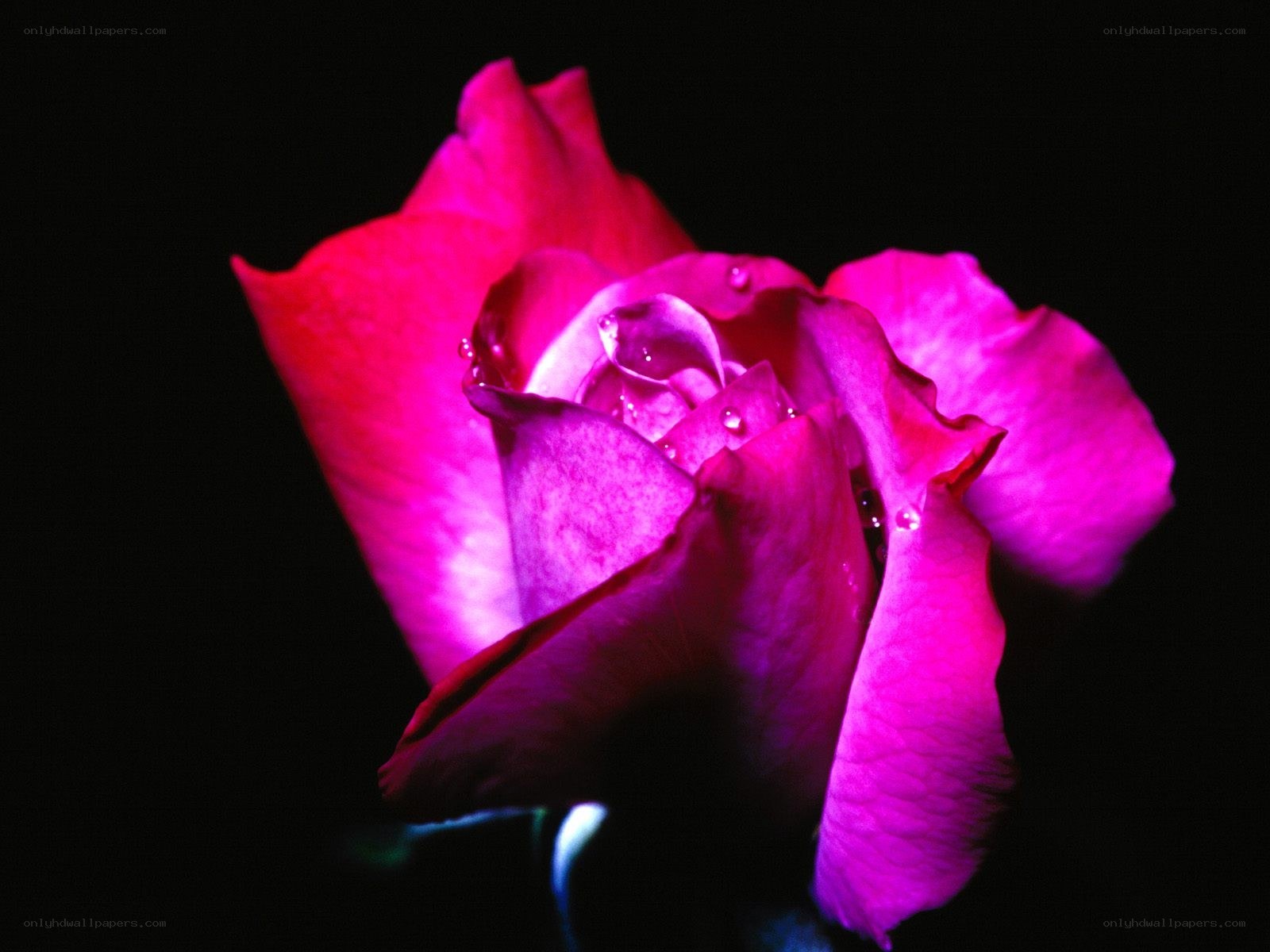 vibrant pink rose in darkness