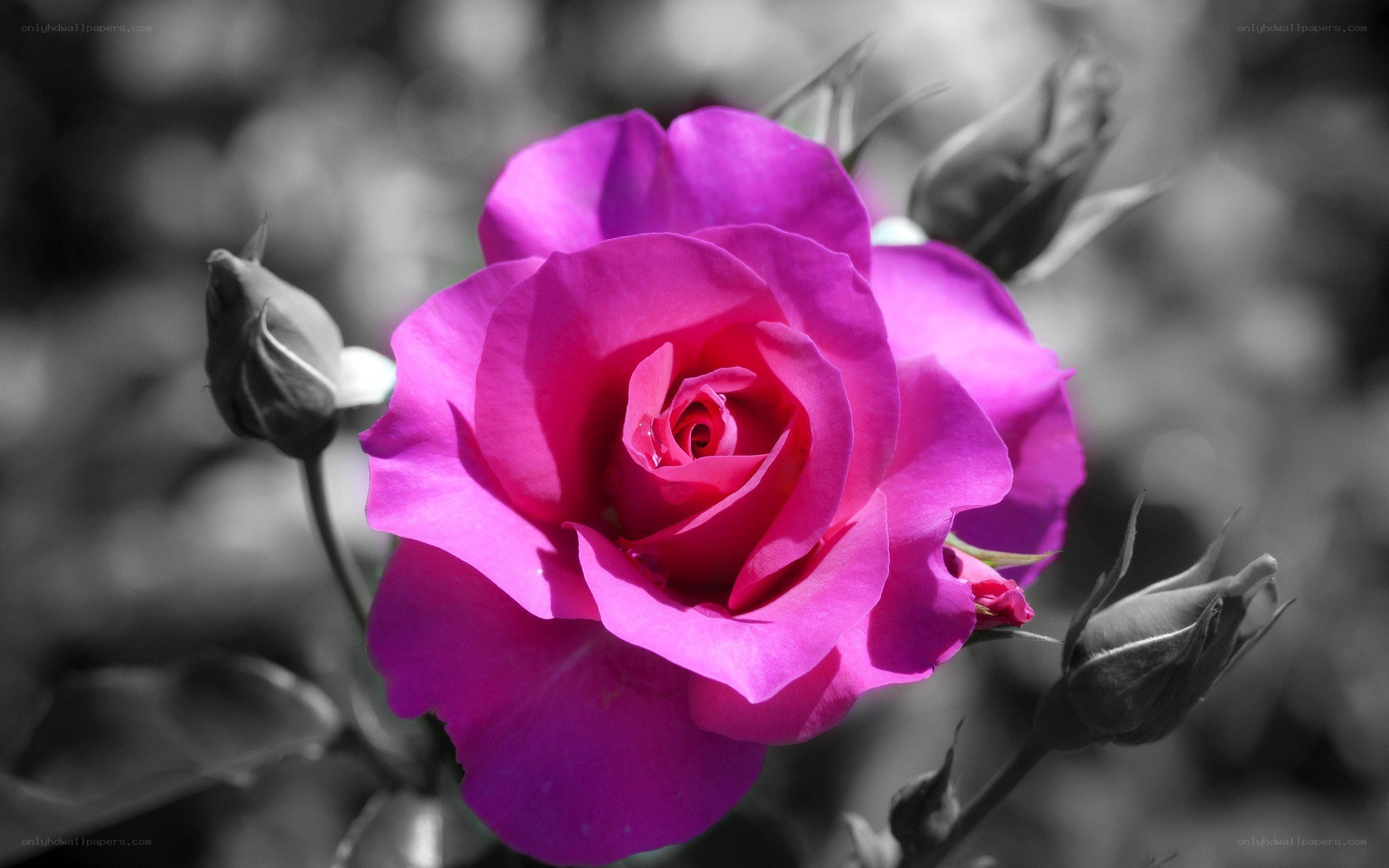 vibrant pink rose in focus