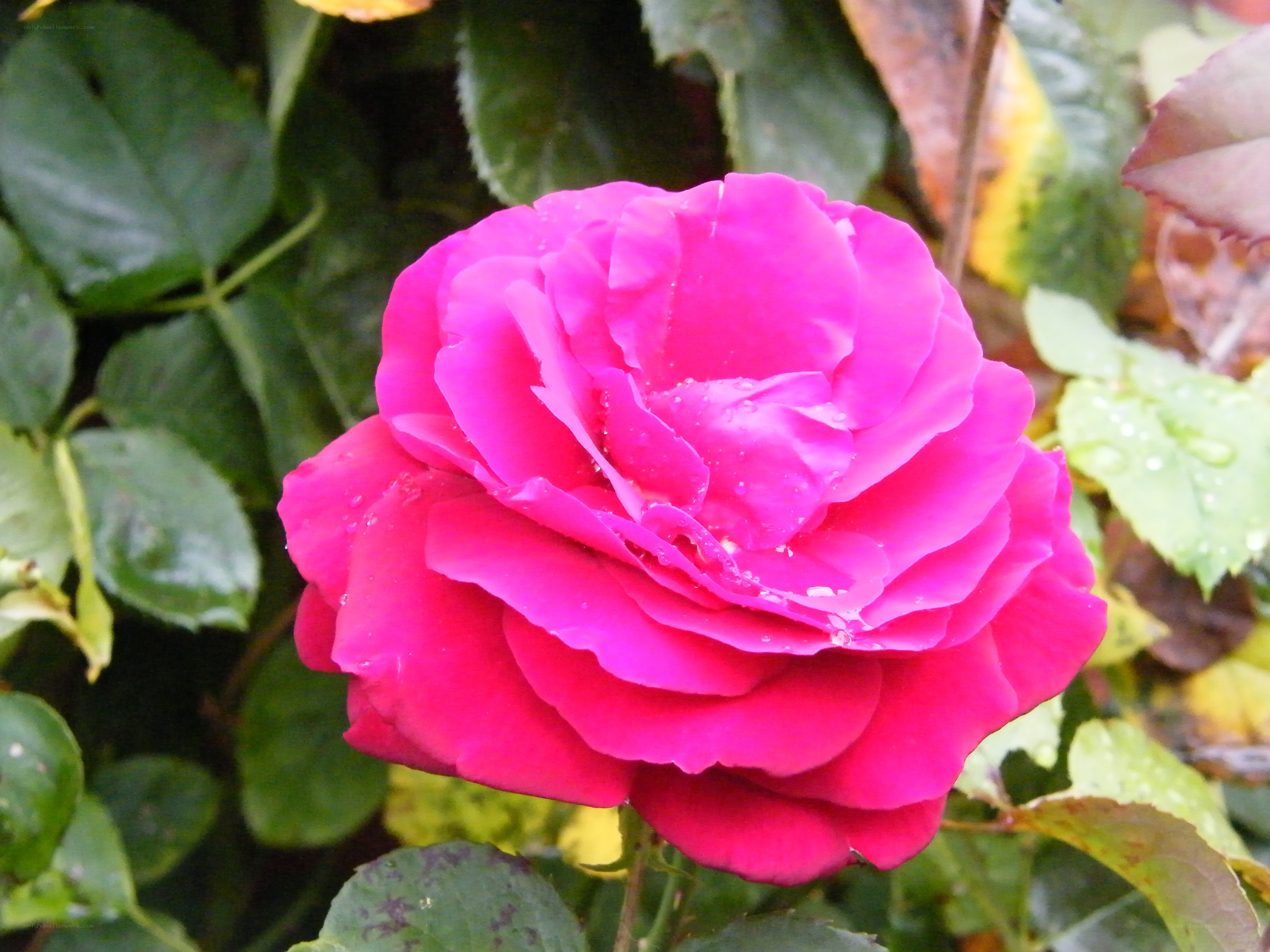 vibrant pink rose in garden