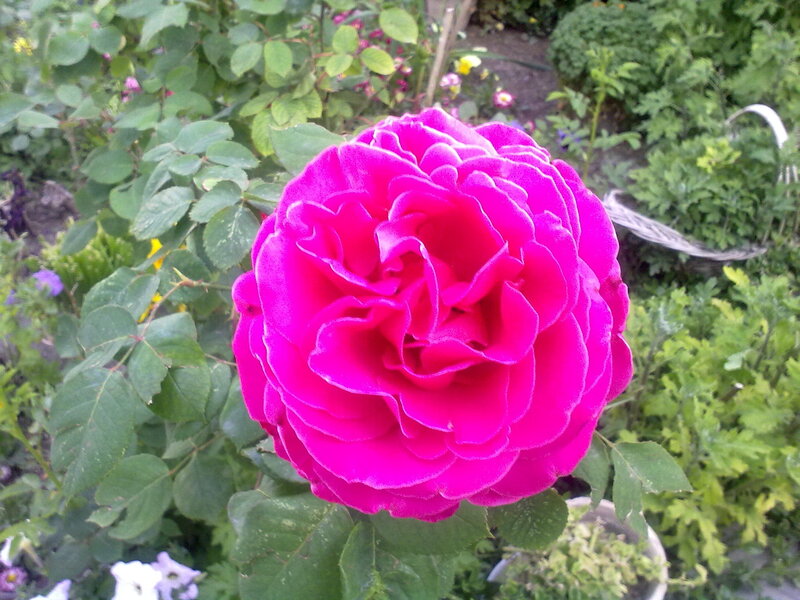 vibrant pink rose in garden