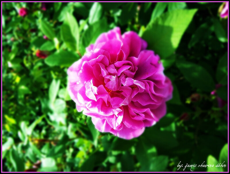 vibrant pink rose in garden