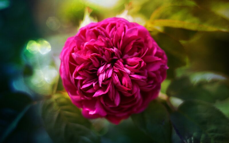 vibrant pink rose in garden