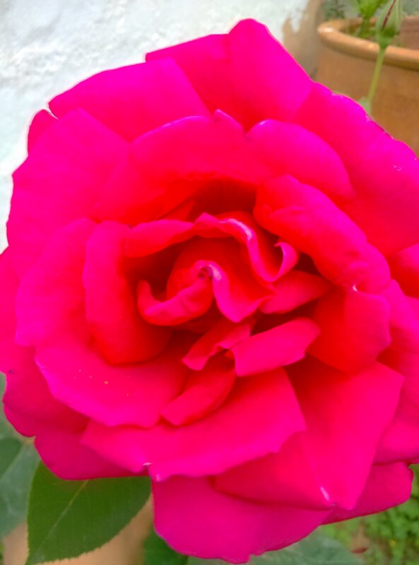 Vibrant Pink Rose