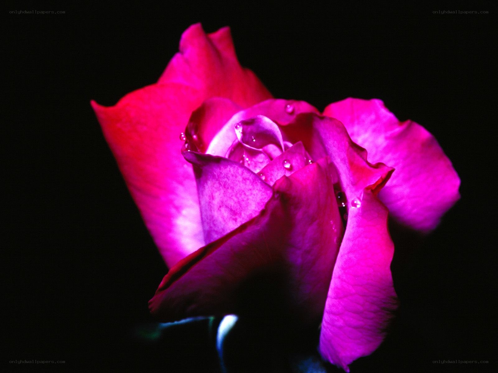 vibrant pink rose with dew