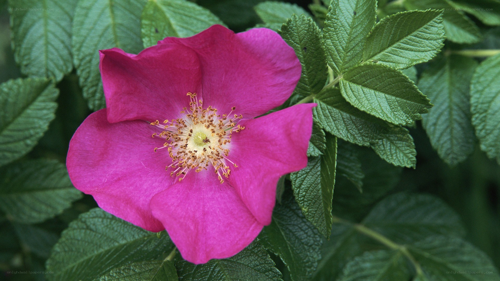 vibrant pink rosehip flower