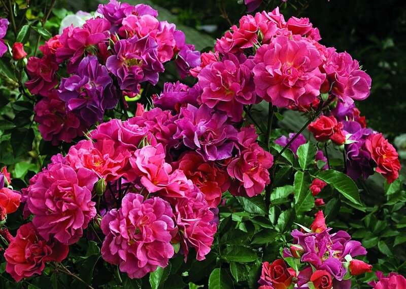 vibrant pink roses in bloom