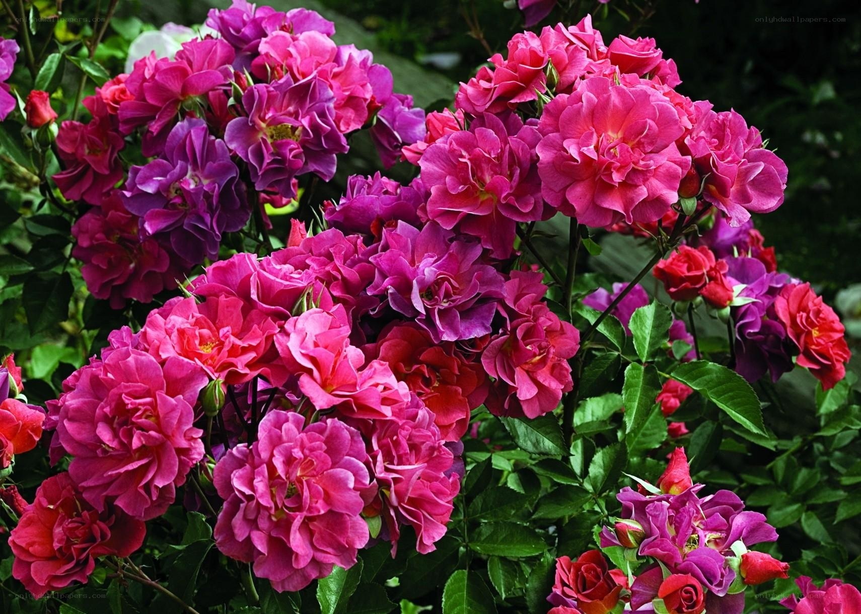 vibrant pink roses in bloom