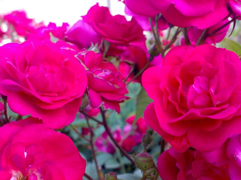 vibrant pink roses in bloom