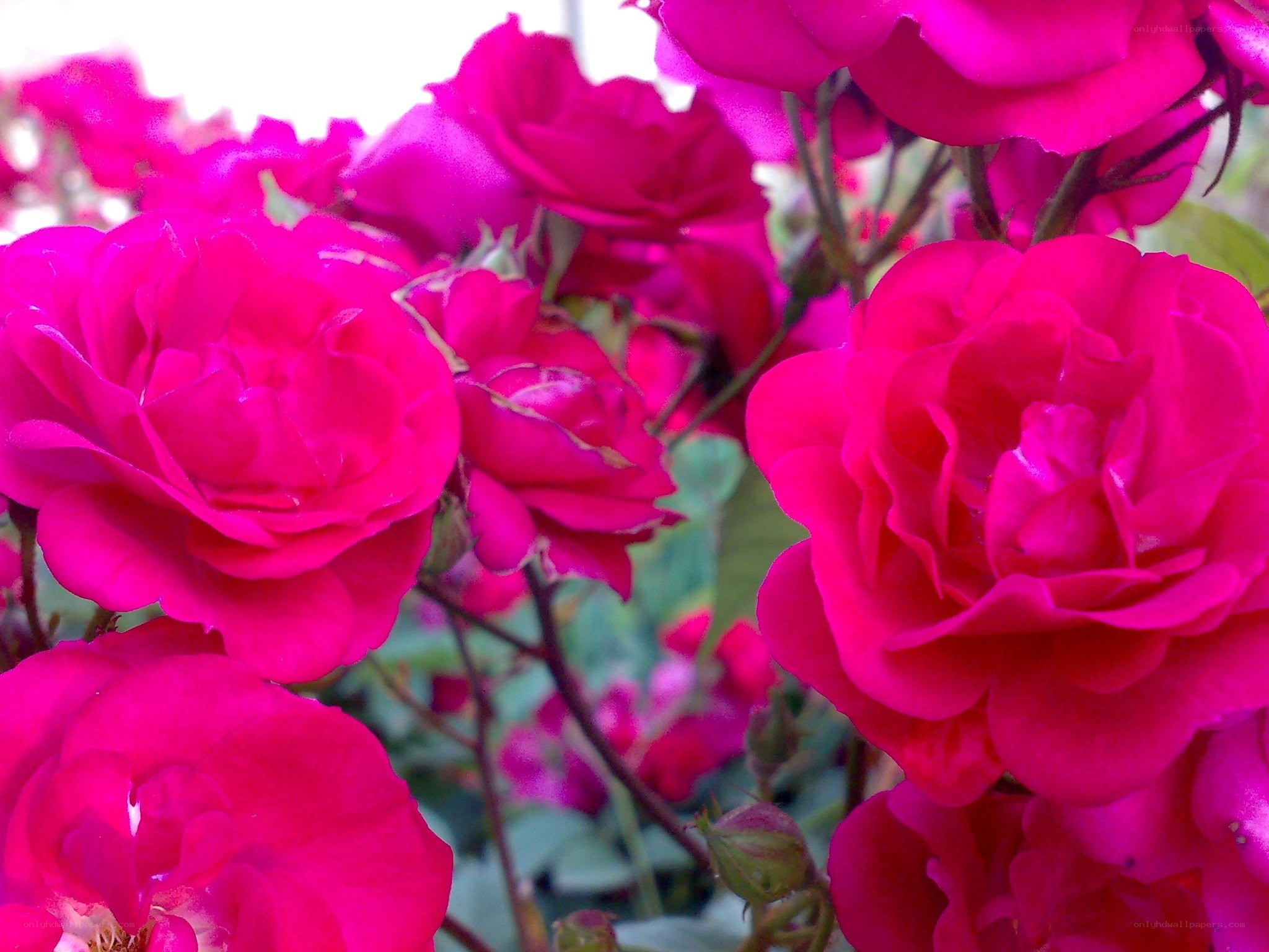 vibrant pink roses in bloom