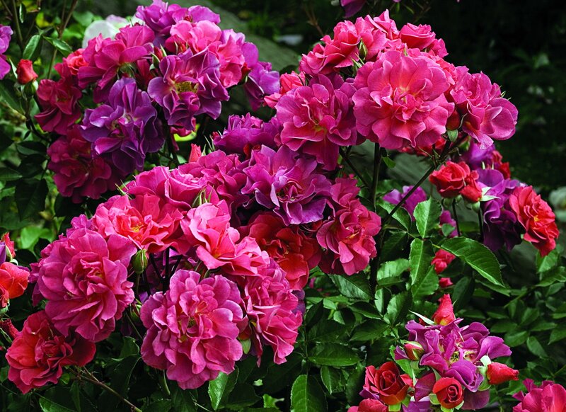 vibrant pink roses in bloom