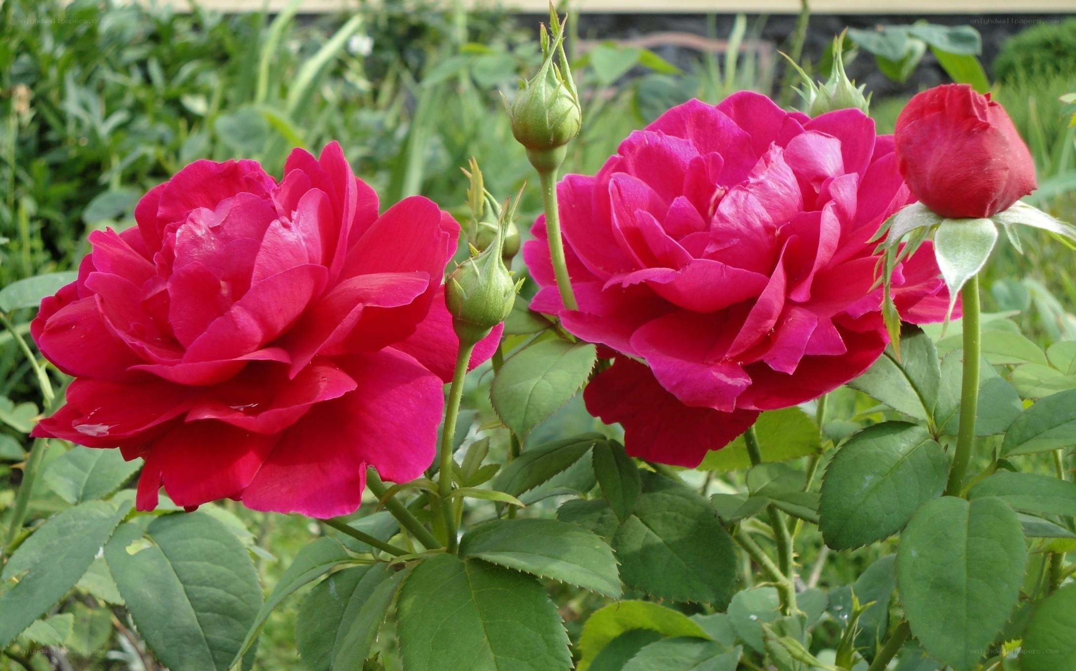 Vibrant pink roses in bloom