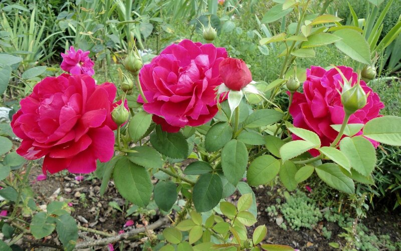 vibrant pink roses in garden