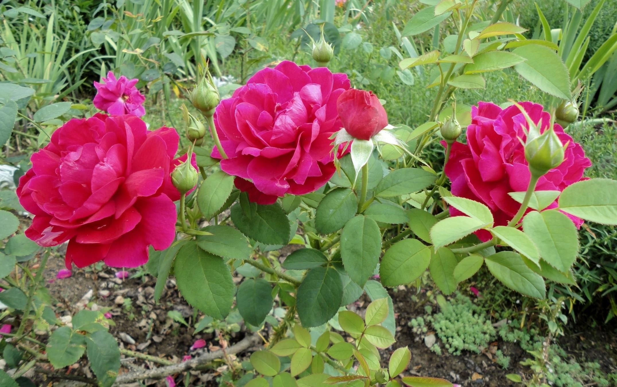 vibrant pink roses in garden