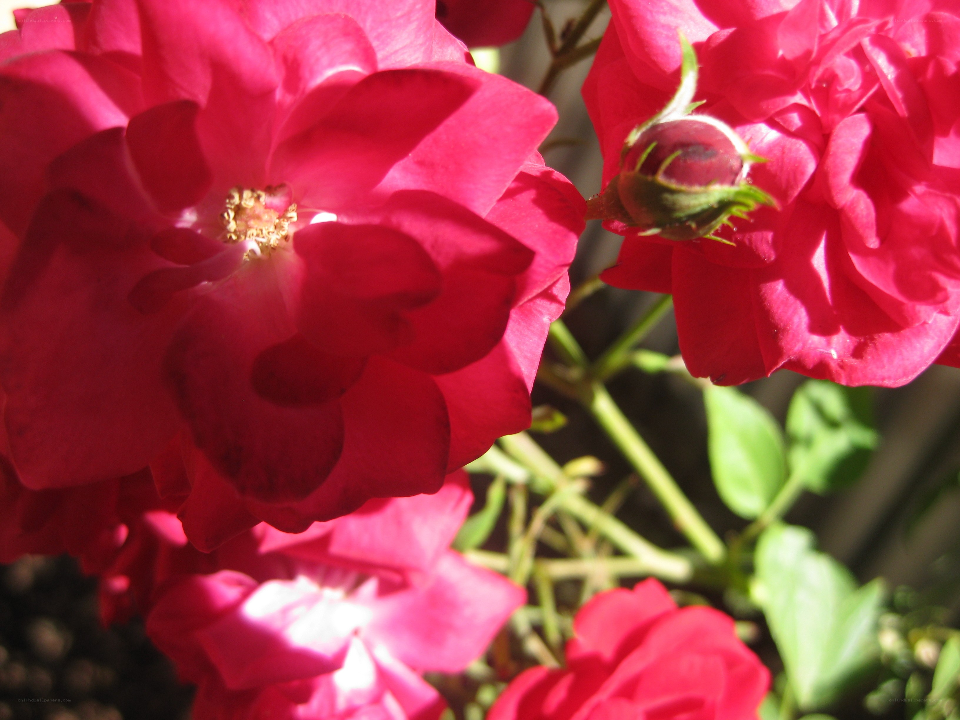 Vibrant pink roses in sunlight