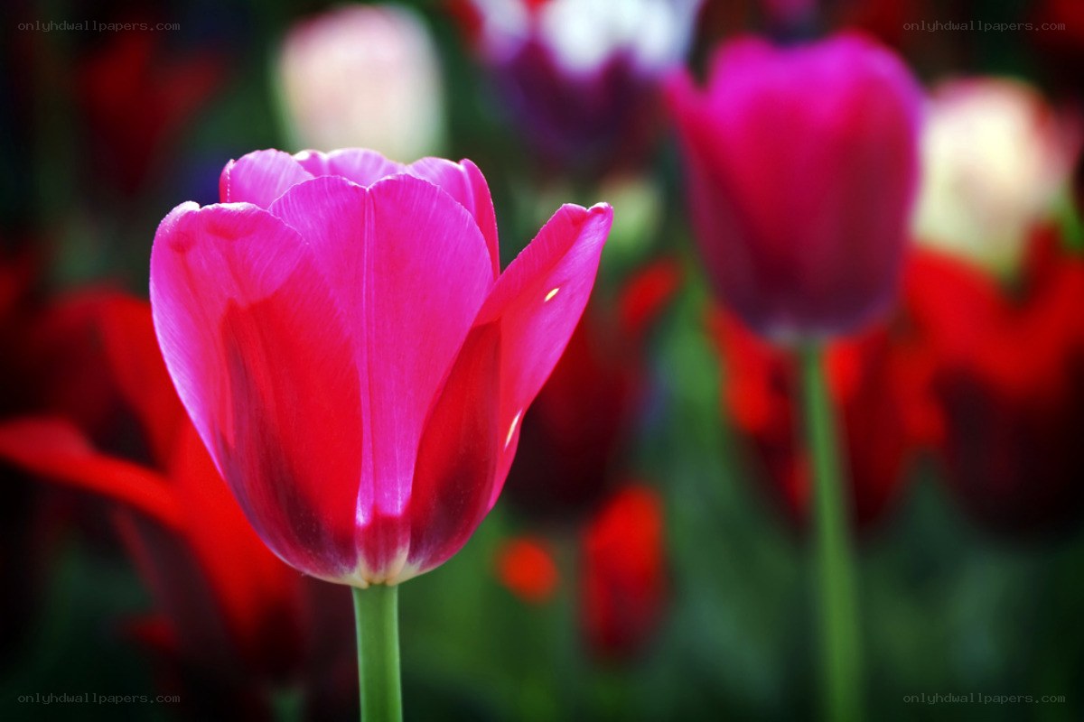 Vibrant pink tulip in bloom