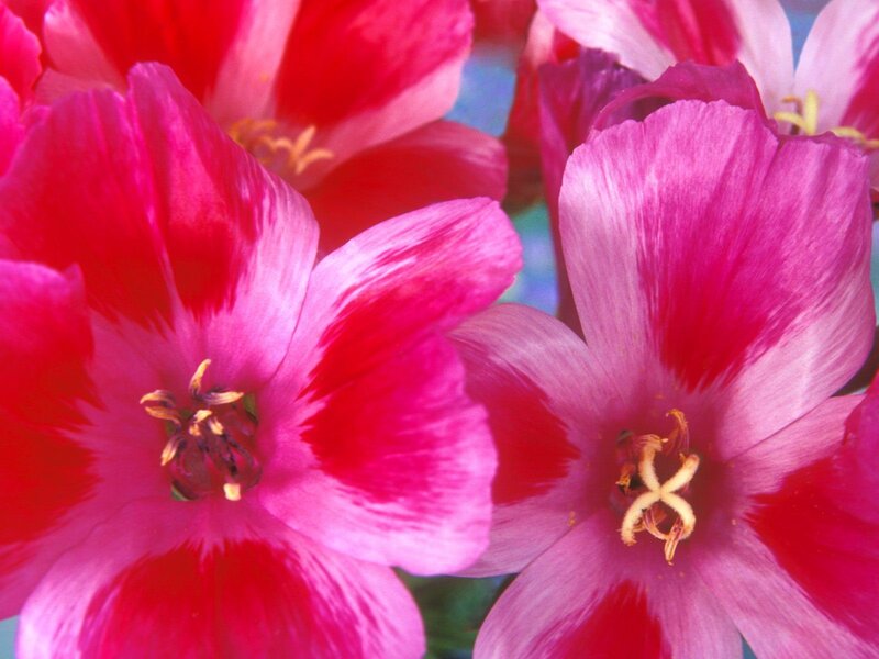 vibrant pink tulips in bloom