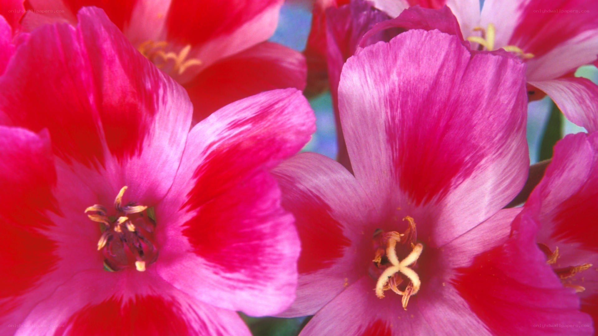 vibrant pink tulips in bloom