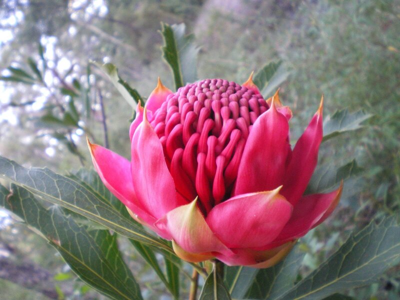 vibrant pink waratah flower