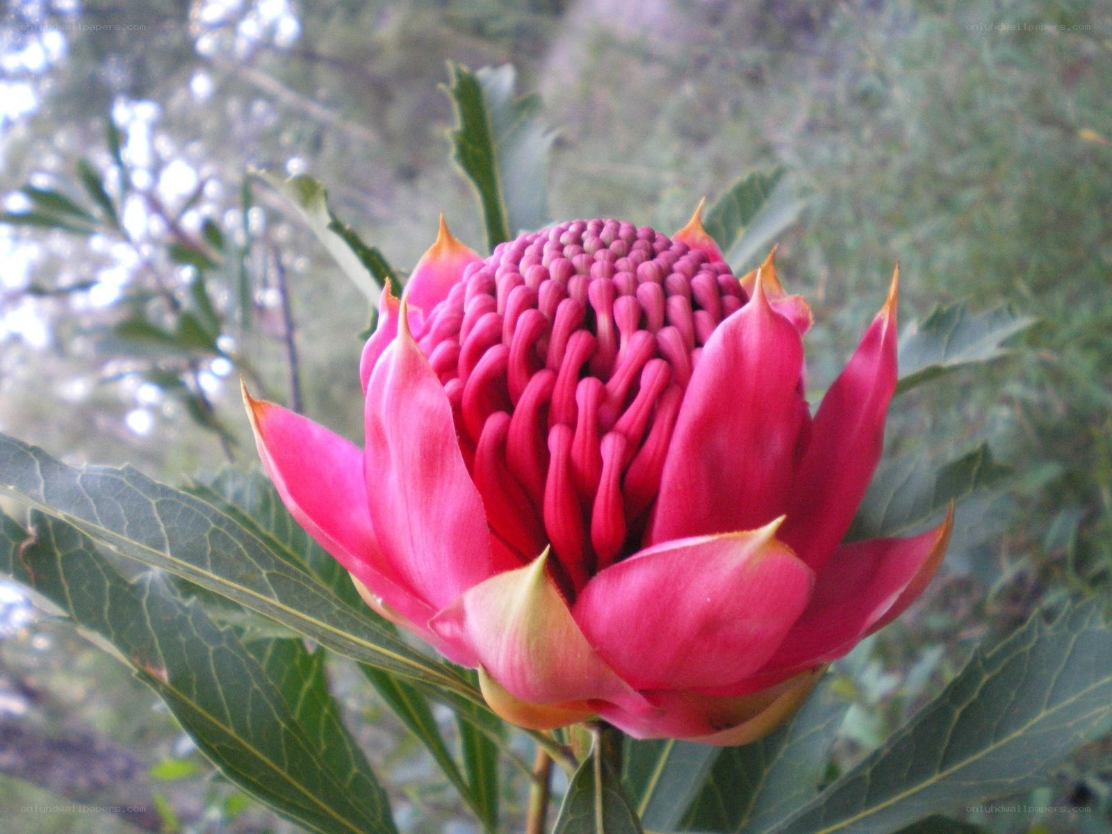 vibrant pink waratah flower