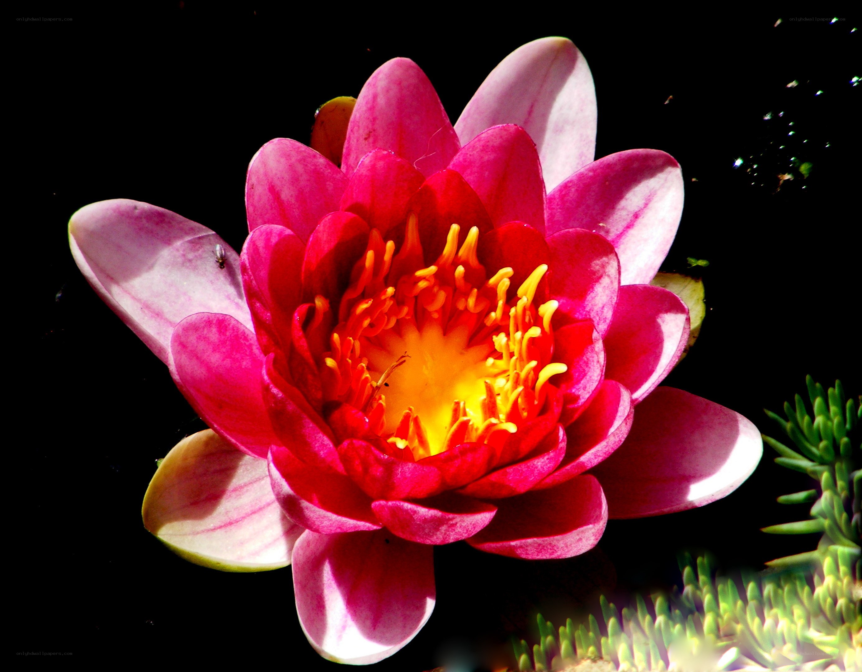 vibrant pink water lily