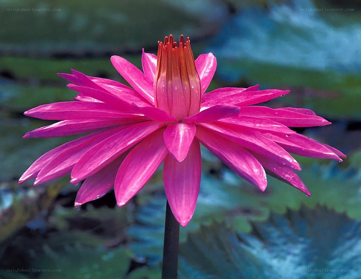vibrant pink water lily